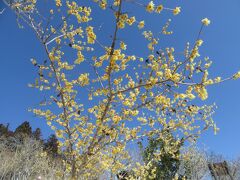 秩父宝登山ロウバイハイキング　Wintersweet hiking in Mt.Hodosan