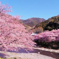 2024年2月12日～春爛漫 伊豆伊東～本家本元 河津の河津桜～城ヶ崎海岸、伊東温泉でゆっくり2泊