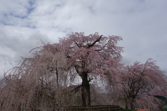 早朝京都に到着後、清水寺で桜を見た後、<br />産寧坂～二寧坂を通って高台寺へ向かいました。<br /><br />高台寺方丈からの唐門と枝垂れ桜の競演に京都らしさを<br />感じながら、ねねが晩年を過ごした圓徳院にも立ち寄ります。<br />高台寺拝観後は、京都屈指の桜の名所：円山公園に向けて北上していきます。