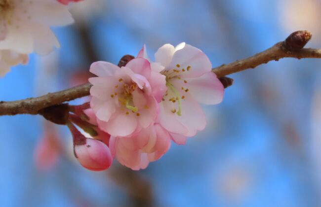 2月9日、午後0時頃にふじみ野市亀久保西公園に行き久し振りに冬桜を見ました。とても美しかったです。<br /><br /><br /><br /><br />*写真は冬桜