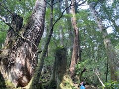 8・10歳児連れ、三連休+αで屋久島ヤクスギランドとバス旅