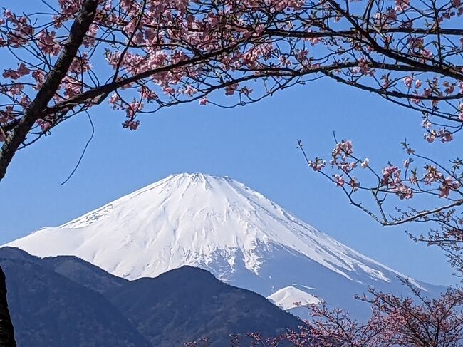 お天気が良かったので、日帰りで松田の桜まつりに行って来ました。<br />河津桜と菜の花と富士山の景色が最高でした。