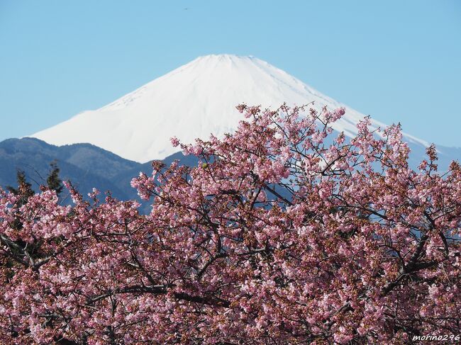 第25回まつだ桜まつりに行ってきました。<br />松田山にはひと足早い春がいっぱい。<br />青空に映える富士山、河津桜と菜の花を楽しむことが出来ました。<br />河津桜は、全体的には７分咲きと言った感じでした。<br /><br />桜まつりはの開催期間は２月３日～３月３日です。