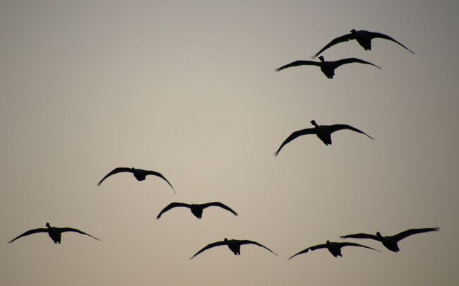 安来白鳥ロードで空いっぱいの白鳥を見たよ。