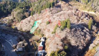 小原四季桜 ＆ 恵那川上屋 栗一筋