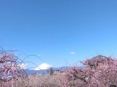 曽我梅林と富士山