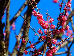 東京・風の散歩道ゆらゆら、梅の花咲きはじめた井の頭恩賜公園へ2024年2月