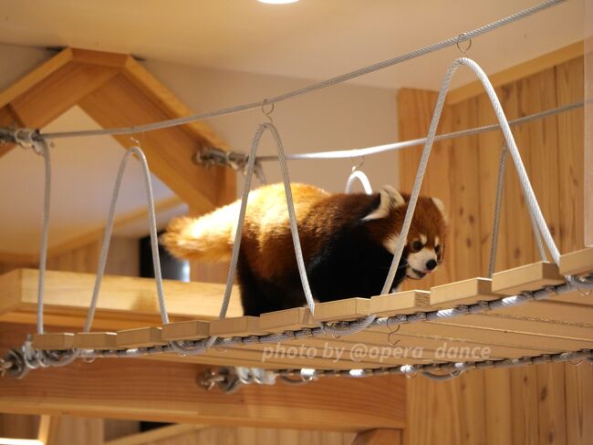 2020年2月に突如レッサーパンダの導入を発表し、レサパンファンを驚かせた桐生が岡動物園。２年後の2022年3月25日から新レッサーパンダ舎の公開が開始されました。<br />私は5月に初訪問して以来、約２年ぶりにやって来ました。<br /><br />前日のかみねは、お天気がよく汗ばむ位だったので、桐生も暑いかと思いきや…晴れているけど風が強くとても寒い…<br />コロナ対策でレッサーパンダ舎の室内休憩スペースにはベンチがなく、休憩は外のベンチ。座る場所もなく、寒さに震え体力的にしんどかった…。<br /><br />しかし！午前中１時間だけライムくんと桃桃の同居を見ることが出来、帰る間際にはずっと部屋に引きこもっていたフランがお外に出て来てくれ、大満足の１日でした＼(^o^)／<br /><br />写真が大量にあるので、ほほ午前と午後で前後にわけました。<br />この旅行記では、入園から午前の分の内容をまとめました。