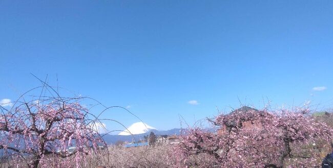 天気も良く富士山が奇麗に見える様なので近くの曽我梅林の梅と富士山を見に出かけました。<br /><br />行きは菅原神社付近から富士急バスに乗り別所梅林入口で下車、目の前には広い梅畑、数種類の色の花が咲き誇っておりぽかぽか陽気の中のんびりと梅花の下を散策しました。<br /><br />説明では十郎、白加賀、紅梅、枝垂れ梅、ろう梅、青梅等咲いているとの事、<br /><br />そんな数種類の梅花を心行くまで観察し丁度昼食時だったので売店前のテラスで蕎麦や突きたて餅、タコ焼き等いただきました。<br /><br />此のところ好天気続きで早朝散歩でも朝焼けから日の出、梅の花、早咲き桜の花、路肩のスイセンの花など等、富士山もうすい紅色から真っ白に変わり流れ雲もアクセントを付けとっても奇麗に見えます。<br /><br />ひとりで見るには惜しいと思いつつ散歩しています。<br /><br />気分もいいので帰路は歩きで帰りました。<br />