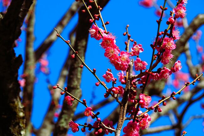 1月は蝋梅が先初め、今月となれば梅が咲き始める。<br /><br />２月初めに井の頭公園を訪れた時は、ほとんど咲いていませんでしたが、<br />今回はどうでしょう？<br /><br />