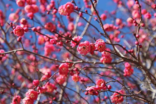 安中市の「秋間梅林祭」が2月17日(土)から始まるらしい。<br /><br />祭が始まれば混雑しそうだし、ウォーキングがてら行ってみよう！<br /><br />天気は良いし、少しでも咲いていればラッキーと言うことで・・・<br /><br />相方と二人、セブンでおにぎり買って行ってきました。