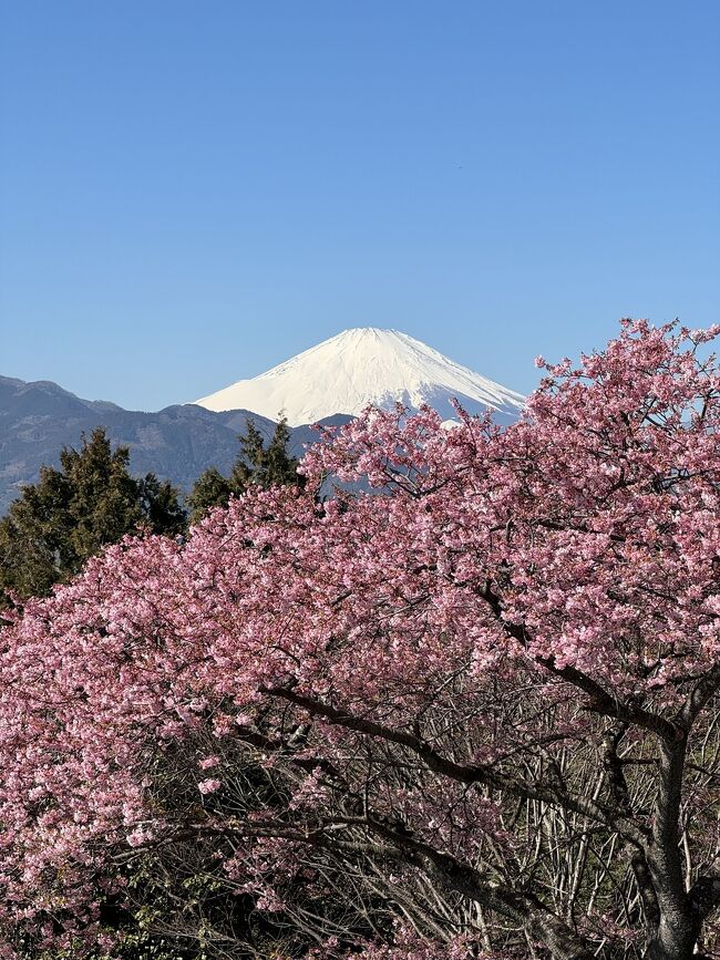 フランス在住です。<br />今回は少し長めに一時帰国中です。<br />新宿から小田急線で1時間少しでこんな絶景があるとは！2月14日、早咲きの河津桜はお見事でした。<br />富士山や菜の花とのコラボも最高です。