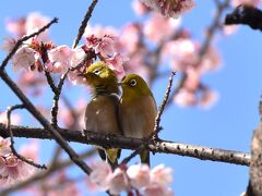 武蔵小杉の春を彩る河津桜2024～メジロは恋の季節～（川崎）