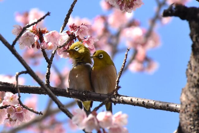 川崎市武蔵小杉周辺で一番早く春の訪れを迎える河津桜が咲き始めました。<br />場所は南武線高架下と二ヶ領用水が交差するあたり。<br /><br />住宅街の入口にあり、通りかかる人たちはみんな足を止めて河津桜を見上げています。<br />小さなメジロも花の蜜を求めて河津桜にやってきます。中には恋が実るカップルたちも見かけます。<br /><br />この旅行記は河津桜とメジロの生活ぶりを紹介します。<br /><br />なお、旅行記は下記資料を参考にしました。<br />・京都市動物園、救護センターブログ「メジロの舌」<br />