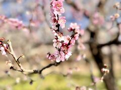 府中市郷土の森博物館の梅まつり