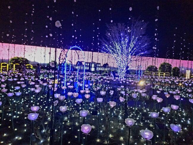 　いつもの友人と神ドライバーのご厚意で仙台に旅行した友人も参加し、4人で『あしかがフラワーパーク』のイルミネーションを満喫し大満足の半日ドライブ編です。<br />　当初1月30日に行く予定でした。しかし20年ぶりに体調を崩してしまった(鬼の撹乱？笑)私の回復を待って2月14日(バレンタインデー)のイルミネーション最終日訪問となってしまいました。<br />　よろしければ目を通してみて下さい。