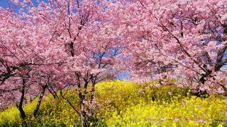 2024年2月14日～神奈川県松田町の満開の河津桜 菜の花に富士山～厚木VS海老名観光、本厚木に1泊