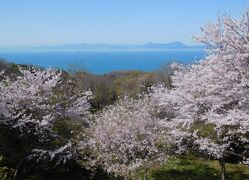 ２０２２年４月　山口県・山陽小野田市　竜王山の桜まつりに行きました。