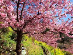 団塊夫婦の桜巡りの旅・２０２４ー（１）今年も河津桜で初桜・神奈川県松田町/あぐりパークへ