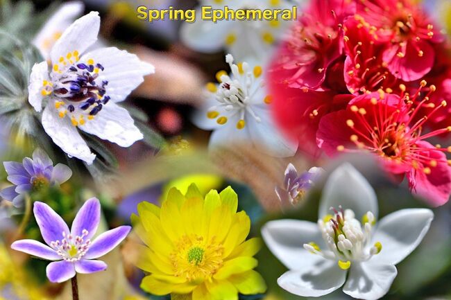 スプリング・エフェメラル（Spring ephemeral）<br />「春の短い命」という意味の小さな花求めて、<br />今回と以前の様子、花フェスタ記念公園での<br />春を告げる妖精.春の妖精を追いかけてをLINK.参考に。<br /><br />公式のFacebookで、<br />ぎふワールド・ローズガーデンにて紹介があり、<br />バイカオウレン、セツブンソウが咲き始めたとのことで、<br />はじめに音楽広場近辺を散策しました。<br />▲ちっちゃなバイカオウレンの花達、<br />　　　　　（ひっそりと咲く森の中の妖精・バイカオウレン<br />　　　　　　　　https://4travel.jp/travelogue/11107646）<br />▲咲き始めた様で元気なセツブンソウ<br />　　　　　（米原大久保区のセツブンソウ・<br />　　　　　　　　https://4travel.jp/travelogue/10758599）<br />次に、バラのベルベデーレへ、そよぎの谷<br />▲そよぎの谷では、雪割草が一輪.福寿草はまだ咲いていない。<br />　　　　　（ひっそりと咲く森の中の妖精/雪割草/福寿草<br />　　　　　　　　https://4travel.jp/travelogue/11744851）<br />その足で、花の地球館を観て、花トピアの温室へ、<br />再度「パンジービオラの世界展2024」<br />秋冬のガーデニングとして人気のパンジーやビオラ。<br />寒さに強く、冬の時期にも咲き続け、<br />色とりどりの花を楽しめませてくれます。<br />と言うことで、春や秋の庭や花壇を華やかに彩る花。<br />パンジーとビオラは、「スミレ科ビオラ属」に属します。<br />花の形状や色合いが似ています。<br />大きな違いは花の大きさです。<br />一般的に、花の大きさが、<br />5センチ以上であればパンジー、<br />4センチ以下であればビオラです。<br />▲「パンジービオラの世界展2024」を駆け足で回りました。<br />　　　　　　　（https://4travel.jp/travelogue/11883250）<br />　花トピア展示場所から、<br />▲蝋梅の咲いている、語らいの広場へ<br />　　　　　（ローズガーデン へ蝋梅（ロウバイ）を探しに〃<br />　　　　　　　　https://4travel.jp/travelogue/11809946）<br />そして、最後に<br />　霧のプレリュードにて、<br />▲紅白の梅が咲き始めた。<br />　　　　　（春を告げる妖精・雪割草/福寿草・・・梅<br />　　　　　　　　https://4travel.jp/travelogue/11338038）<br /><br />今回は、慣れている場所を春が待ちどうしのか、<br />　　　　　　　　　　　　いろんな花を追いかけました。　<br />（追.よかったら過去に撮った様子を加えてLINKしました。）　　