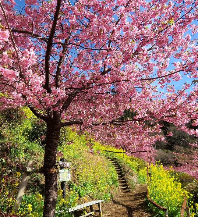 今年の冬はやはり暖冬で、年々桜の開花は早まるばかり。去年（2023年）の最初のお花見は、3月1日の神奈川県松田町の河津桜だった。今年の状況をネットで調べると、なんと2月15日ですでに松田町の河津桜が開花しているとのこと。急遽翌日の2月16日に二度目の河津桜を見に出かけることに。目的地は昨年行けなかったあぐりパーク嵯峨山苑。昨年行った西平畑公園よりさらに山の上にあり、急坂をふうふういいながら登った先の苑内では、満開になった河津桜と菜の花の競演（表紙写真）や、富士山と河津桜のコラボを楽しむことが出来ました。