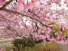 河津桜