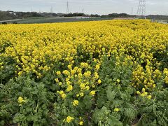 知多半島の観光農園-花ひろば　へ菜の花を見に行きました。