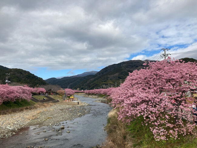 河津桜まつりへ。河津桜を見ながら、温泉につかる。