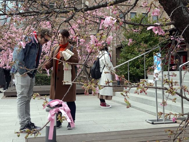 　2月16日、NHKTVニュースで桜新町桜神宮の桜が満開に近いと報道されました。<br />同じ世田谷区の神社、早速見に行きます。<br />　境内では拝殿前の河津桜が満開！！！<br />桜神社の象徴木（神木）、縁結びの木、若い女性やカップルに人気があります。<br />桜神社の名前から季節限定、桜開花の間は御利益倍増間違いなしでしょう。<br />　参拝後はサザエさん通りを長谷川町子美術館に向います。<br />長谷川町子氏が生前に集めた絵画等を展示する美術館です。<br />サザエさん一家の像が道案内をしてくれます。<br />　鑑賞後、美術館のティールームで一息入れて帰途に付きました。<br /><br />　　　表紙は桜神宮、縁結びの桜<br />　　　　　　　”ここに結びましょうよ”