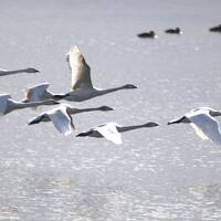 天然温泉「旅人の湯」ホテルルートイン米子に宿泊して米子水鳥公園でバードウォッチング