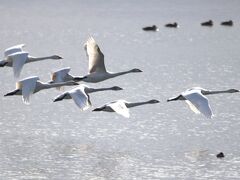 天然温泉「旅人の湯」ホテルルートイン米子に宿泊して米子水鳥公園でバードウォッチング