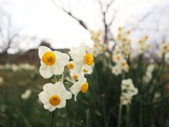 2024年１月　今年もを崩れ水仙郷で花見　黒船に乗っておさかな倶楽部のランチも久しぶり♪