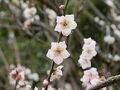 ■ 春色あふれる楽園、愛知県知多市「佐布里（そうり）池梅まつり」の旅