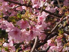 20240218-2 築地 確定申告の季節、東京国税局の隣の千代橋横の河津桜が綺麗です。