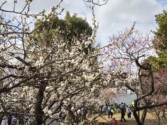 羽根木公園