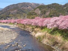 河津桜と伊豆半島周遊