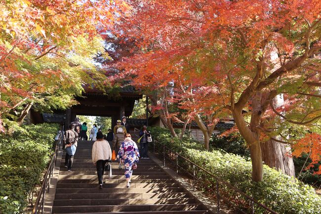 京都に行くのはちょっとしんどいので、鎌倉の紅葉を見に行ってみました。<br />それぞれ日帰りで2日に分けて行ってみました。<br />（期間は1日目から2日目にしています）<br />色々動き回るのは大変なので、1日目は北鎌倉駅周辺、2日目は長谷駅周辺です。<br />ほかにも気になる所があったけれど、来年以降の楽しみにしようと思います。<br /><br />1日目　2023/11/30　円覚寺、明月院、建長寺、浄智寺、東慶寺<br /><br />2日目　2023/12/4　長谷寺、光則寺、鎌倉大仏・高徳院、由比ガ浜<br /><br />