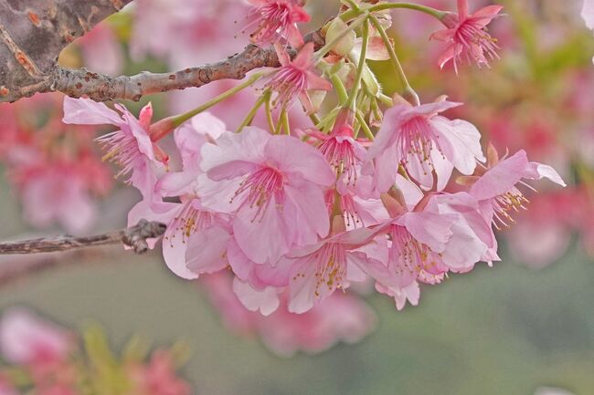 南伊豆町で菜の花と河津桜を見て来ました。<br />今回はその第2弾で“青野川沿いを探索・その1”です。<br /><br />★道の駅HPの道の駅下賀茂温泉湯の花紹介ページです。<br />https://www.michi-no-eki.jp/stations/views/19357<br /><br />★南伊豆町役場のHPです。<br />https://www.town.minamiizu.shizuoka.jp/<br /><br />★南伊豆町観光協会のHPです。<br />https://www.minami-izu.jp/