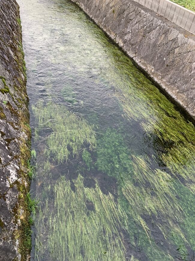 生水の郷（しょうずのさと）、これは針江大川で、冬場でもこのようにあおあおとした水草が川の中にしげっている。<br />それは、琵琶湖にそそがれる山あいからの水が一旦地中に潜り、地下水として地下水脈を行き、それが湧き水となってこんこんと湧き上がる事から、冬場であっても13－15度ほどの温水となり、故に緑色の草が枯れないのだと言う。
