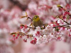 熱海桜