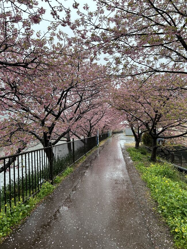 都心から日帰りで、河津桜を見に行ってきました。<br />行きは踊り子、帰りはサフィール踊り子乗車。<br />河津町の滞在時間は約4時間半。<br />桜は見頃でしたが、お天気はあいにくの雨！