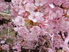「　2月の夏日！　河津桜を見に　”　桜神宮　”　参拝　」2024