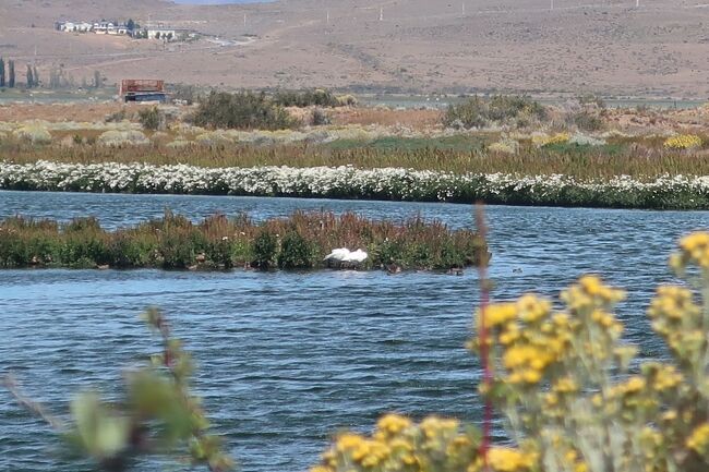 南米アルゼンチン南部のパタゴニアにワンワールドの世界一周航空券を使って氷河とアンデスの山と地の果てを見に行く旅<br /><br />ついでにサンフランシスコ、ダラス、ブエノスアイレス、コロニアル（ウルグアイ）、スペインアンダルシア、ドーハ（カタール）、バンコクに宿泊してのんびりした旅を楽しみました。<br /><br />その９は、エルカラファテの郊外のフラミンゴがいるという公園を散策後、ブエノスアイレスへ。<br /><br />　日程　　　　　　　　　　　　　　　　　　　　　　　　　宿泊<br />　1月 9日　JL58　東京→サンフランシスコ　　　　サンフランシスコ<br />　1月10日　サンフランシスコ  　　　　　　　　　サンフランシスコ<br />　1月11日　AA2023　サンフランシスコ→ダラス　　　　ダラス<br />　1月12日　AA997   ダラス→ブエノスアイレス　　　　機中<br />　1月13日　ブエノスアイレス　　　　　　　　　ブエノスアイレス<br />　1月14日　AR1880 ブエノスアイレス→ウシュアイア　ウシュアイア　　　　<br />　1月15日　ウシュアイアツアー　　　　　　　　　　　ウシュアイア<br />　1月16日　AR1863　ウシュアイア→エルカラファテ　エルカラファテ　<br />　1月17日　ペリトモリーノツアー　　　　　　　　　　エルカラファテ<br /> 　1月18日　エルチャルティンツアー　　　　　　　　　エルカラファテ<br />  1月19日　トーレスデパイネツアー　　　　　　　　　エルカラファテ<br />  ★1月20日　AR1877カラファテ→ブエノスアイレス　ブエノスアイレス　　　　　　　　　　　<br />   1月21日　コロニアルエクスプレスフェリー　　　　　コロニアル<br />   1月22日　ブエノスアイレス観光　　　　　　　　　ブエノスアイレス<br />   1月23日　IB6856　ブエノスアイレス→マドリード　　　　機中<br />   1月24日　Renfe　マドリード→マラガ　　　　　 マラガトレモリノス<br />   1月25日　Renfe　マラガ→コルドバ                     　コルドバ<br />   1月26日　Renfe　コルドバ→マドリード　　　　　　マドリード<br />   1月27日　BA457/123  マドリード→ドーハ　　　　 ドーハ<br />   1月28日　QR834　ドーハ→バンコク　　　　　　　　　　 機中<br />   1月29日  バンコク　　　　　　　　　　　　　　　　バンコク<br />   1月30日　バンコク　　　　　　　　　　　　　　　　バンコク　　<br />   1月31日　JL032　バンコク→東京<br />  <br />