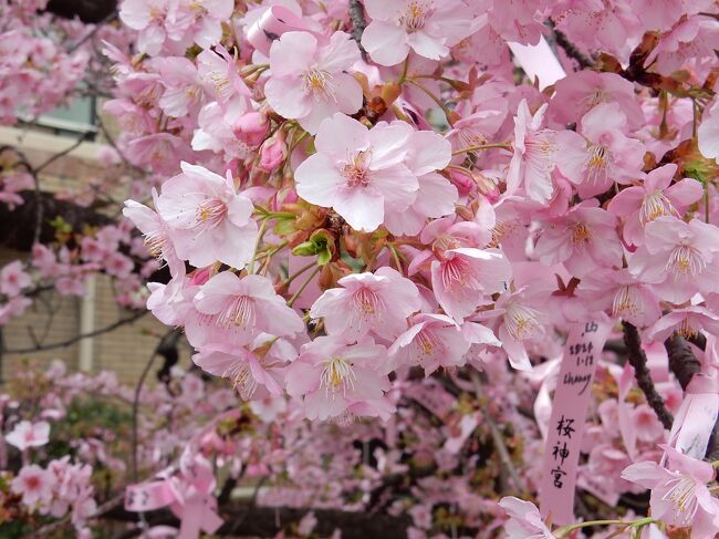　　2月18日のテレビのニュースで、東京「桜神宮」の河津桜が見頃にな<br />　っているとの放送があり、天気予報の晴れマークをみて出かけてきま<br />　した。<br />　　この日の2月20日は、東京地方の気温が23.7度まで上がり、2月の夏日　<br />　になったとの事で、桜が大歓迎してくれました！<br />　　<br />　