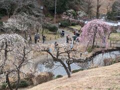 2024年2月　梅（横浜・大倉山）