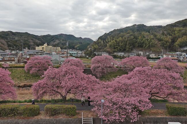 南伊豆町で菜の花と河津桜を見て来ました。<br />今回はその第4弾で“青野川沿いを探索・その2”で、菜の花畑を見て、道の駅に戻ります。<br /><br />▼YouTubeです。宜しかったらご覧下さい。そして高評価、チャンネル登録をお願い致します。<br />・青野川沿いを歩きました ～みなみの桜と菜の花まつり・第2弾～<br />https://www.youtube.com/watch?v=Sqttfujs98w<br /><br />★道の駅HPの道の駅下賀茂温泉湯の花紹介ページです。<br />https://www.michi-no-eki.jp/stations/views/19357<br /><br />★南伊豆町役場のHPです。<br />https://www.town.minamiizu.shizuoka.jp/<br /><br />★南伊豆町観光協会のHPです。<br />https://www.minami-izu.jp/