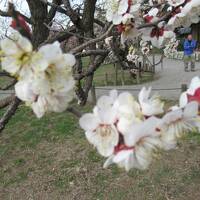 梅は５分咲き　202402日立・水戸②