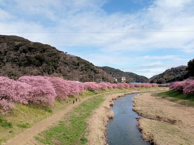 2月の伊豆といえば何といっても河津桜。通年は2月下旬が満開なのですが、今年は何と2月10日過ぎにはもう見頃。これほど見頃が早いのは初めてです。17日土曜日は晴れの予報だったので、思わず河津桜を見に日帰りで伊豆へ行くことにしました。<br />河津桜は南伊豆の下賀茂と本家の河津2ヶ所で見ました。どちらのエリアも満開！川沿いに立ち並ぶ満開の桜並木や桜トンネルはまさに別世界の光景！伊豆で久しぶりに満開の河津桜を見て感無量です！雲で富士山が見えませんでしたが、激しい浸食の海岸や断崖も美しく、伊豆の早春を満喫できました。<br /><br />---------------------------------------------------------------<br />スケジュール<br /><br />★2月17日　自宅－（自家用車）土肥－黄金崎－堂ヶ島－下賀茂－下田－<br />　　　　　 白浜海岸－河津－峰温泉入浴－自宅