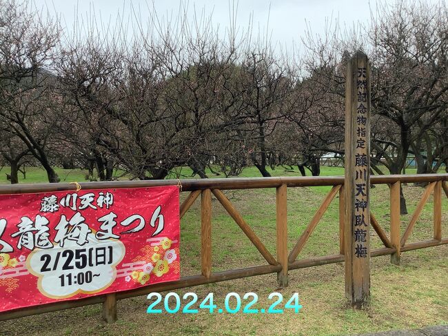 藤川天神の臥龍梅が見頃を迎えていると言うので家内と2人でちょっと天気は良くないけど行ってみます。道中小雨がぱらついていて現地に着いてもパラパラと降っていました。雨の中かなりの人が見にきていて駐車場もかなり埋まっていました。花を見るともう散っているようです。