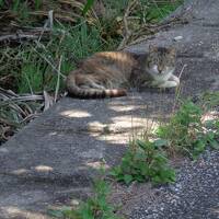 猫探し【沖縄・多良間島自転車で一周編　その１】